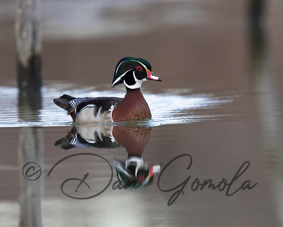 Wood Duck