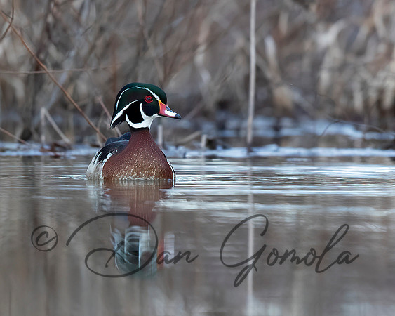 Wood Duck