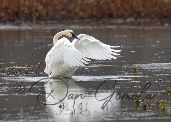 Tundra Swan