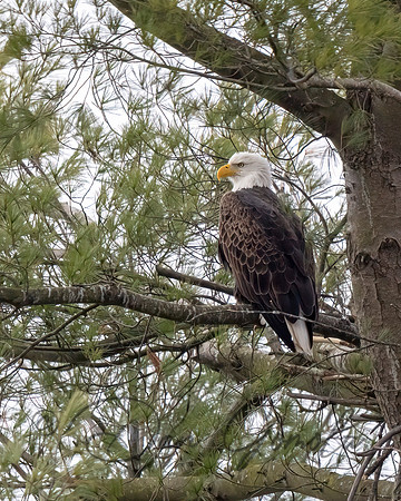 Bald Eagle