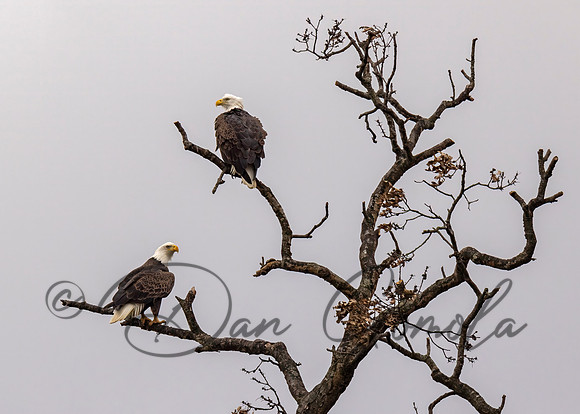 Bald Eagle