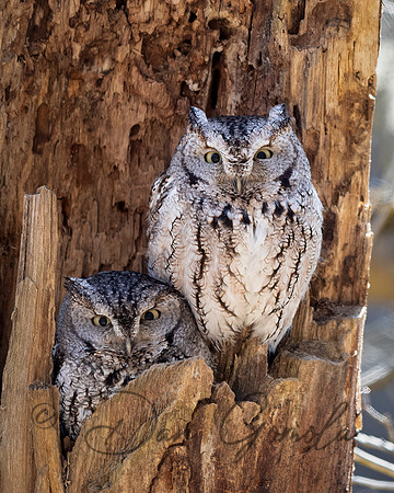Eastern Screech Owl
