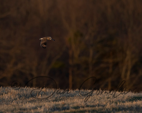 Short-eared Owl