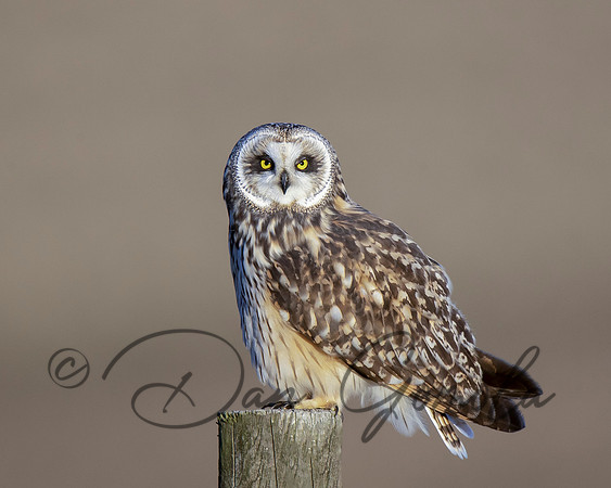 Short-eared Owl