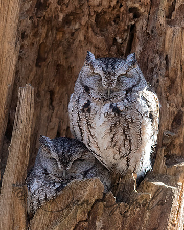 Eastern Screech Owl