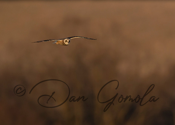 Short-eared Owl