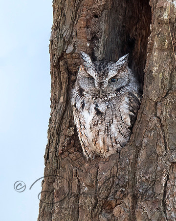 Eastern Screech Owl