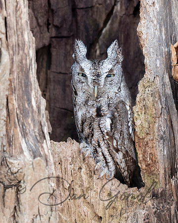 Eastern Screech Owl