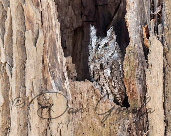 Eastern Screech Owl