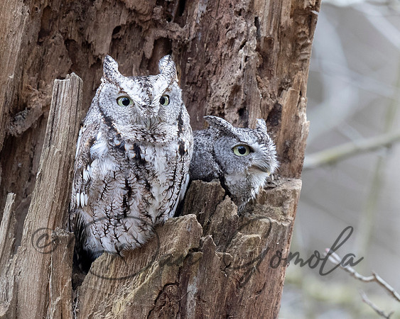 Eastern Screech Owl