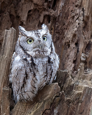 Eastern Screech Owl