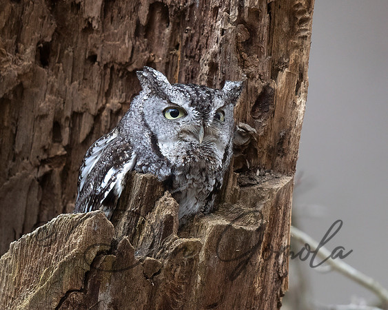 Eastern Screech Owl
