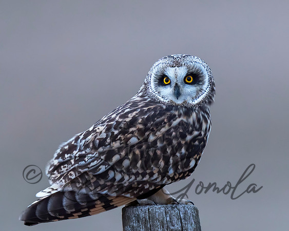 Short-eared Owl