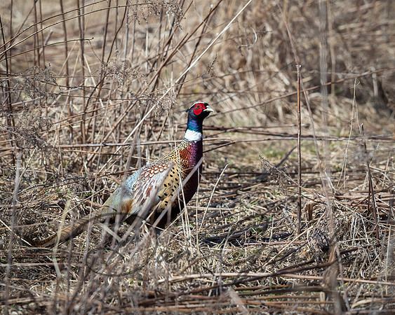 Ring-necked Pheasant