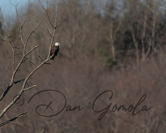 Bald Eagle