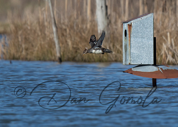 Hooded Merganser