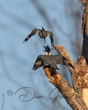 Belted Kingfisher