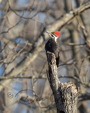 Pileated Woodpecker