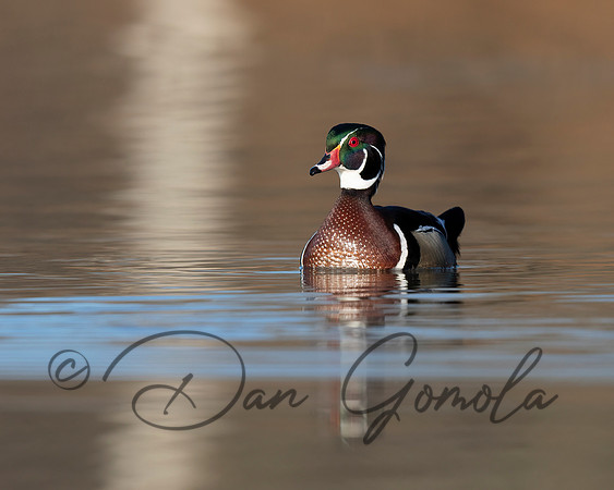Wood Duck