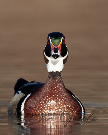 Wood Duck
