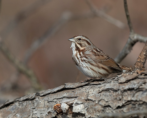 Song Sparrow