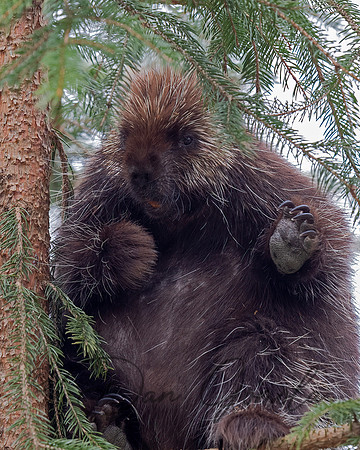 Porcupine