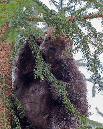 Porcupine