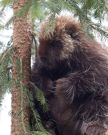 Porcupine