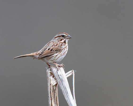 Song Sparrow