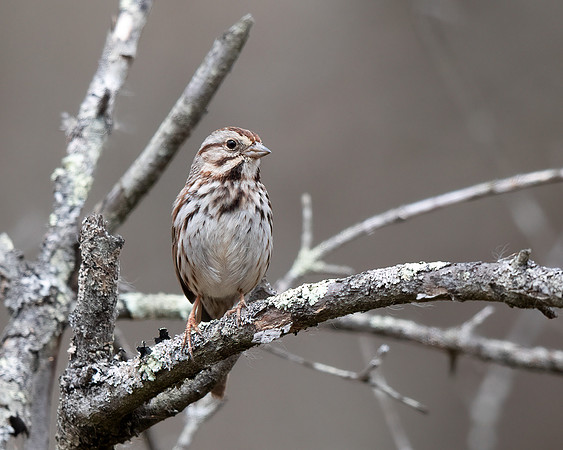 Song Sparrow