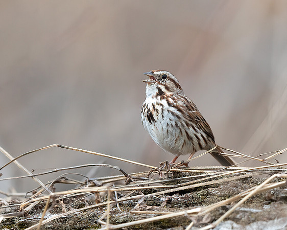 Song Sparrow