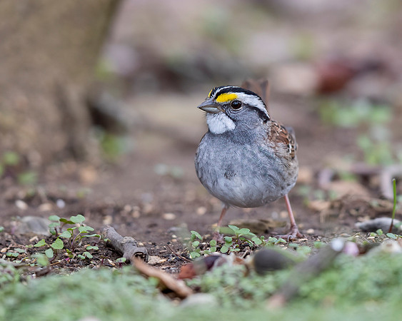 White-throated Sparrow