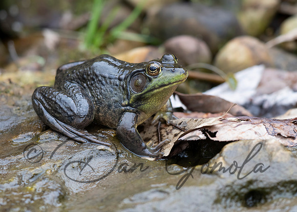 American Bullfrog