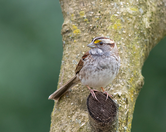 White-throated Sparrow