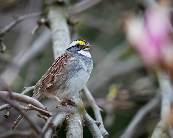 White-throated Sparrow