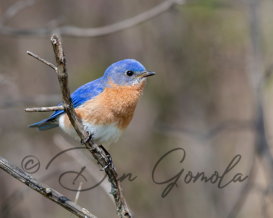Eastern Bluebird