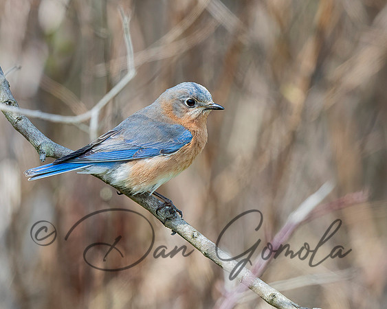 Eastern Bluebird