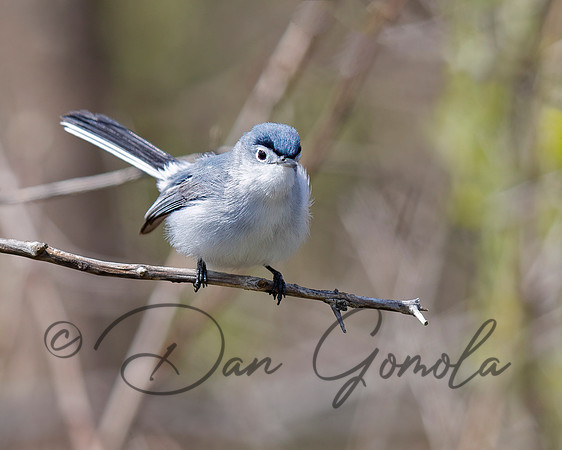 Blue-gray Gnatcatcher