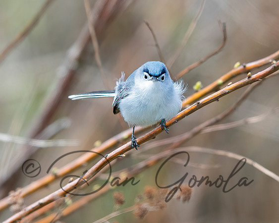 Blue-gray Gnatcatcher