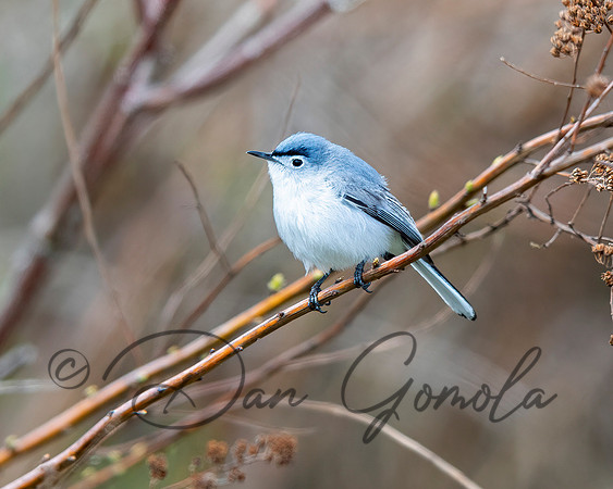 Blue-gray Gnatcatcher