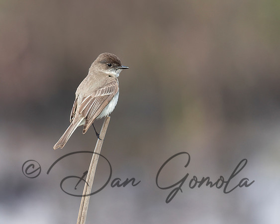 Eastern Phoebe