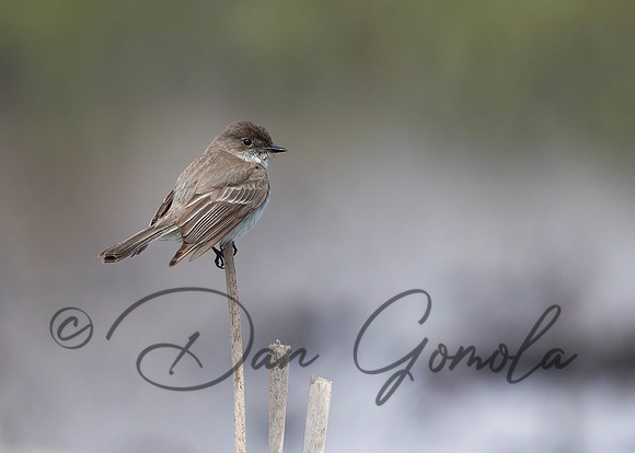 Eastern Phoebe