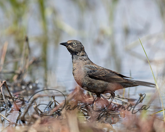 Rusty Blackbird