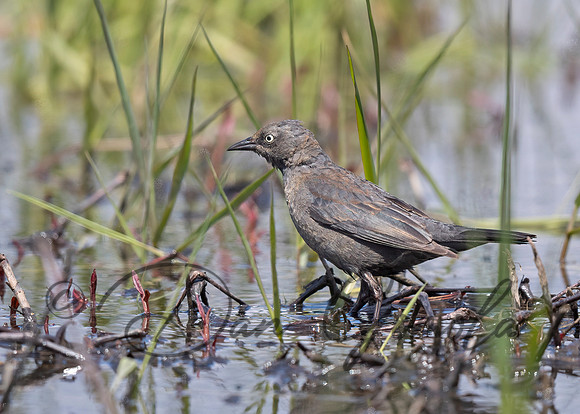 Rusty Blackbird