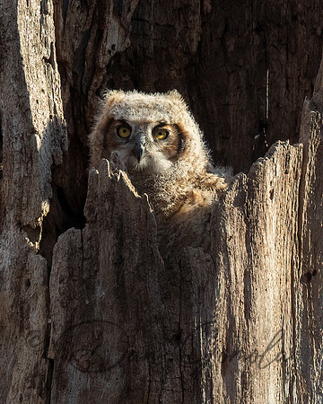 Great Horned Owl