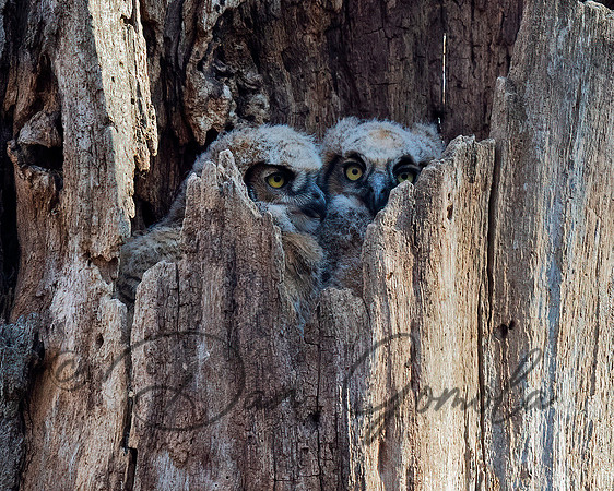 Great Horned Owl