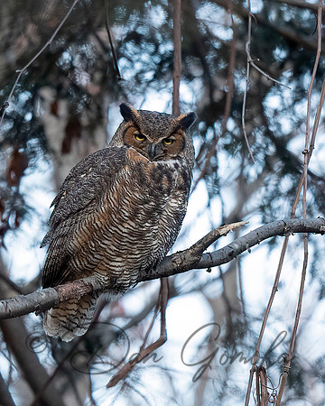 Great Horned Owl