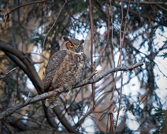 Great Horned Owl