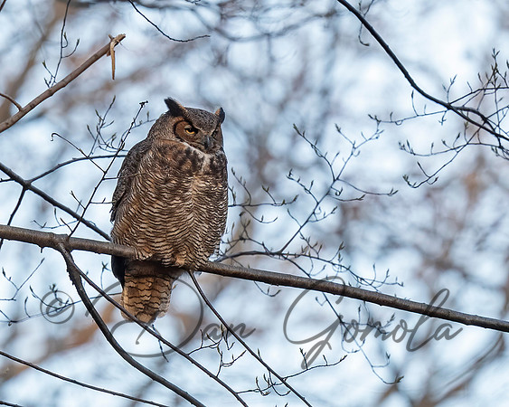 Great Horned Owl
