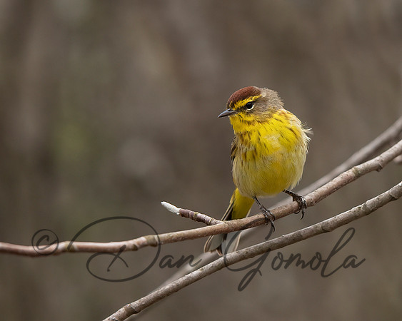 Palm Warbler